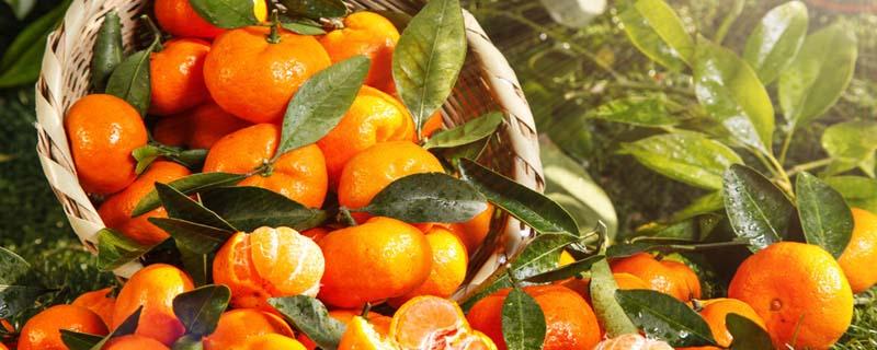 蒸橙子吃皮还是吃肉 蒸橙子孕妇可以吃吗