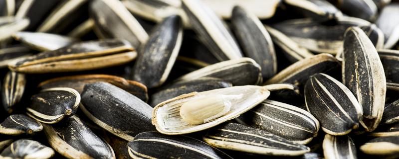 瓜子有哈喇味了还能吃吗 瓜子有苦味可以吃吗