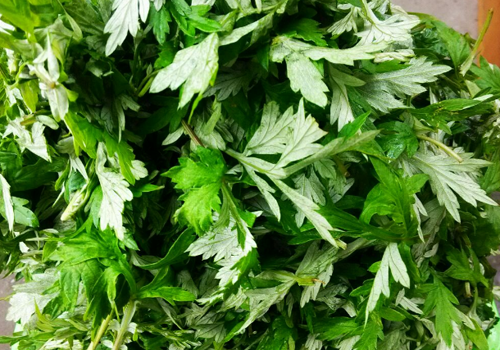 艾叶煮水可以去湿疹吗 如何用艾叶煮水去湿疹？