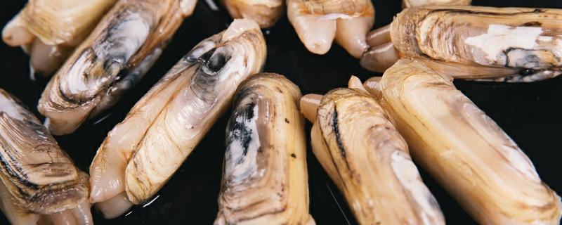 蛏子里面有一根透明的是寄生虫吗 炒蛏子用焯水吗