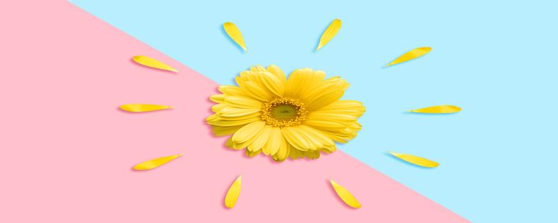 菊花茶配什么喝最好 菊花茶胎菊还是贡菊好