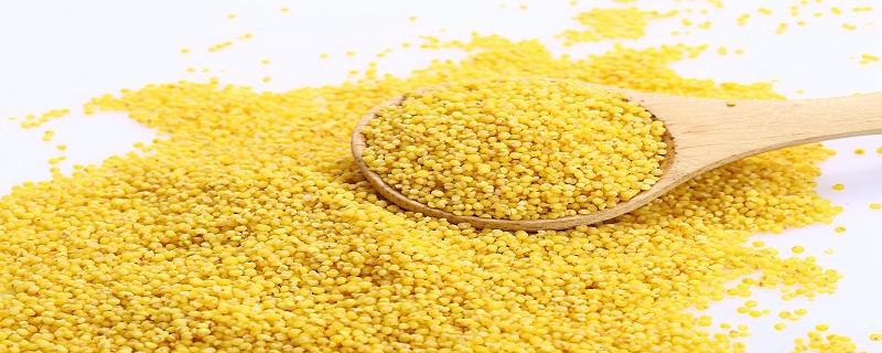 小米煮10分钟能熟吗 小米煮多久好