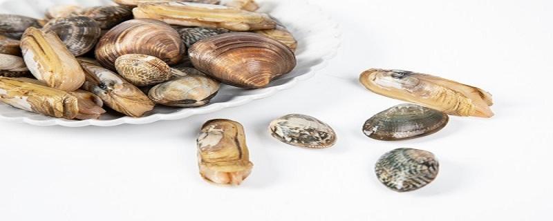 蛏子怎么炒着比较好吃 蛏子炒多久能熟