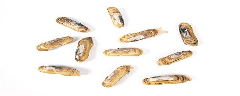 蛏子可以冷冻吗 蛏子冷冻保存方法
