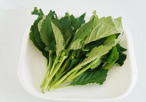 孕妇能吃苦菜吗 孕妇吃苦菜有什么好处