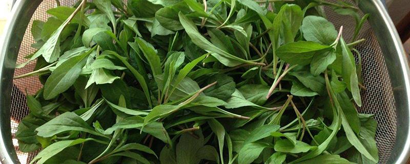 马兰头什么季节有 马兰头是什么季节的