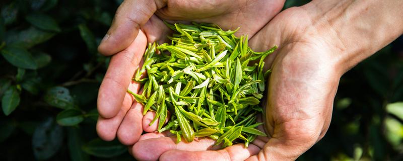 谷雨茶和明前茶区别 谷雨前还是清明前茶好