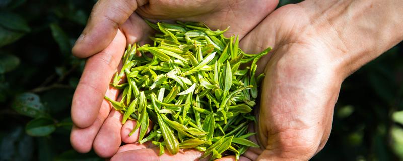 清明茶的功效与作用 喝清明茶能减肥吗