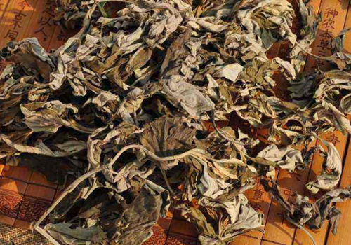 荨麻疹可以用艾草洗澡吗 除了洗浴还能服用治疗！