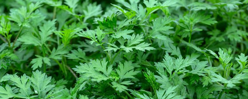 野艾蒿的功效与作用 野艾蒿的食用方式和注意事项