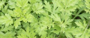 艾草能洗外阴瘙痒吗 下边痒用盐水洗管用吗