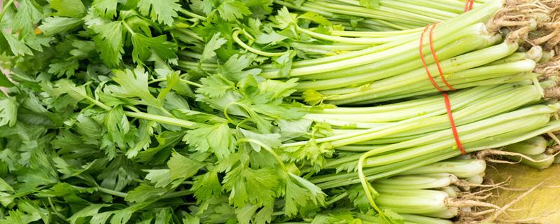 水芹菜是发物吗 水芹菜孕妇能吃吗