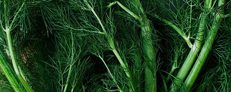 茴香是发物吗 茴香吃了会过敏吗