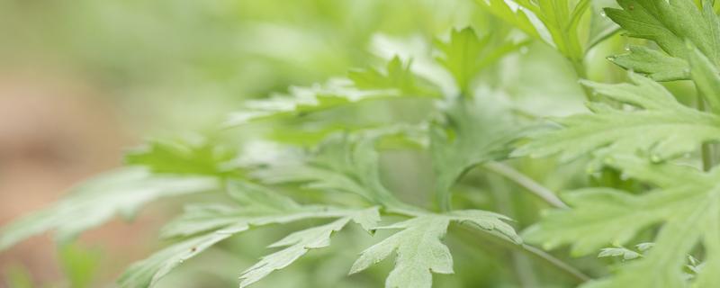 蒿子粑粑和藜蒿是一种吗 蒿子粑粑用什么粉
