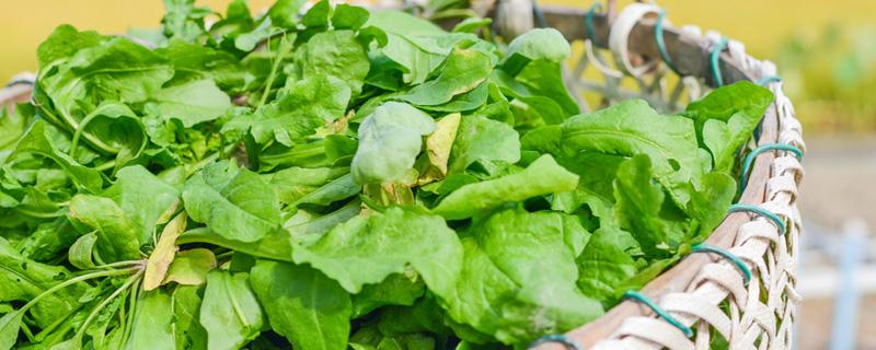 野菜包饺子需要焯水吗 野菜焯水多久合适