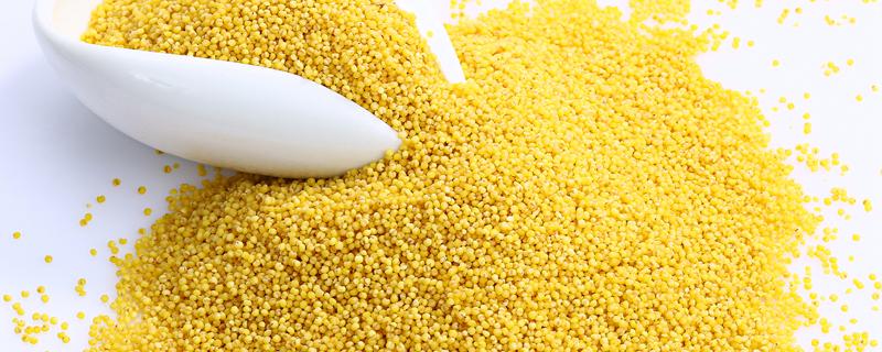 小米大米哪个容易发胖 减肥时小米怎么吃