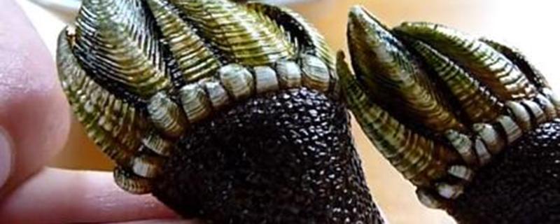 佛手螺是动物还是植物 鹅颈藤壶和佛手螺一样吗