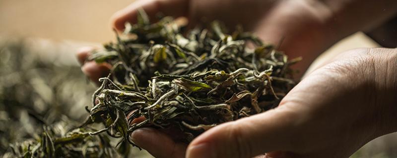高血压可以喝白茶吗 高血脂可以喝白茶吗