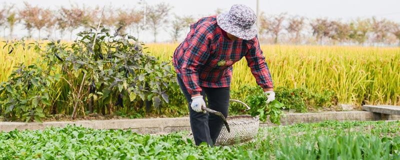 野菜放冰箱怎么保存 冷冻野菜保质期多长
