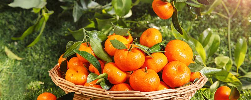 沙糖桔保存方法 冬天沙糖桔一般能放多久