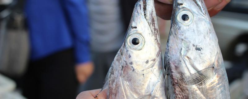 刀鱼嘌呤含量高吗 鱼的哪个部位嘌呤最高