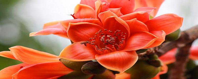 新鲜木棉花可以煲汤吗 木棉花新鲜的好还是干的好