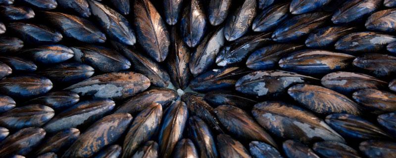 贻贝不放水能活多久 挑选贻贝的技巧