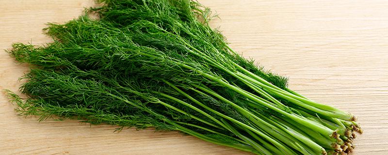 茴香吃叶子还是茎 茴香叶的功效与作用