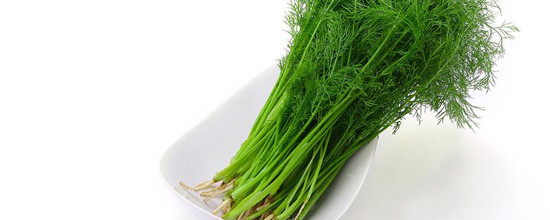 茴香吃多了会拉肚子吗 拉肚子能吃茴香吗