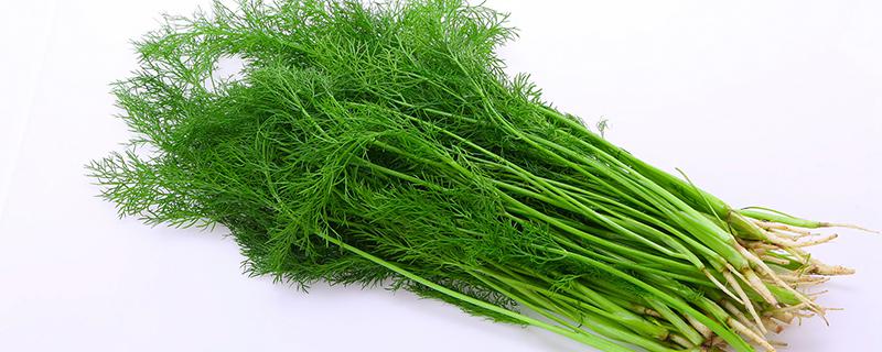 茴香吃多了会上火吗 吃茴香上火怎么办