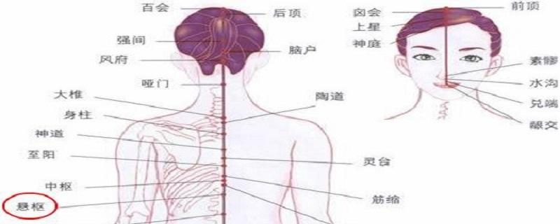 悬枢疼痛为什么 悬枢的准确位置图片