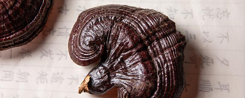 灵芝泡水喝的方法 灵芝泡水可以天天喝吗