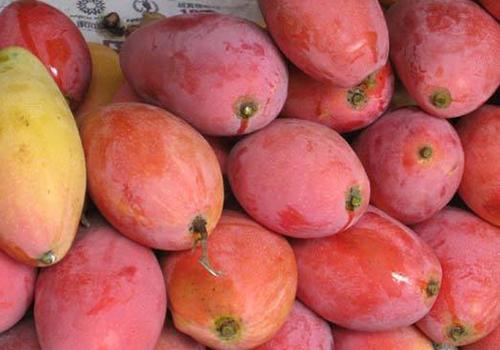 贵妃芒可以生吃吗 怎么挑选成熟的贵妃芒