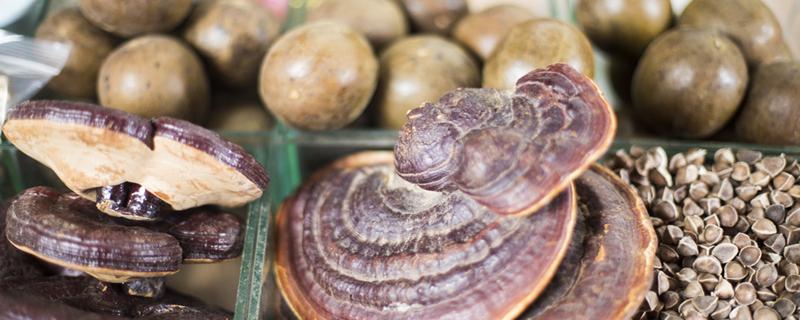 男人用灵芝泡水喝的功效 男人可以每天喝灵芝泡水吗