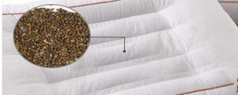 决明子枕头有什么功效与作用 决明子枕头和荞麦枕头哪个好