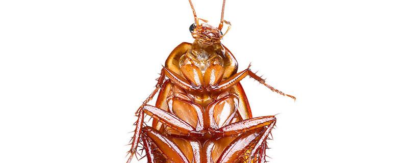 蟑螂怎么消灭最彻底 蟑螂为什么不能用脚踩