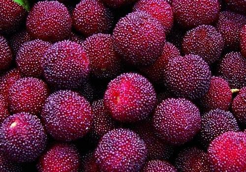 吃杨梅会流产吗 怀孕能吃杨梅吗