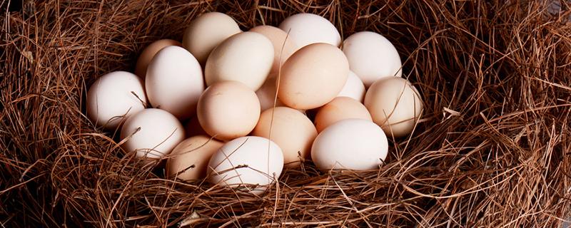 女孩不宜吃鸽子蛋吗 小孩吃鸽子蛋会早熟吗
