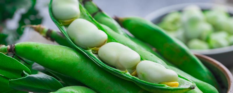 蚕豆的皮可以吃吗 蚕豆带皮吃好还是不带皮吃好