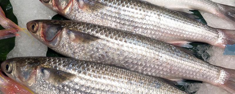 冻的鱼肉怎么做好吃 冻的鱼肉怎么快速解冻