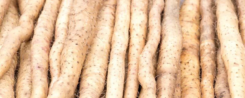 铁棍山药能不能生吃 铁棍山药生吃会中毒吗