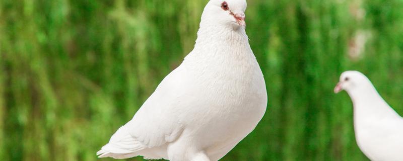 手术后鸽子汤怎么炖最营养 术后喝鸽子汤的最佳时间