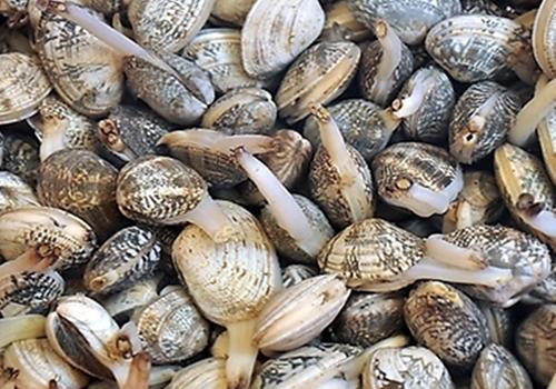 花甲死了还能吃吗 花甲死了一天还能吃吗