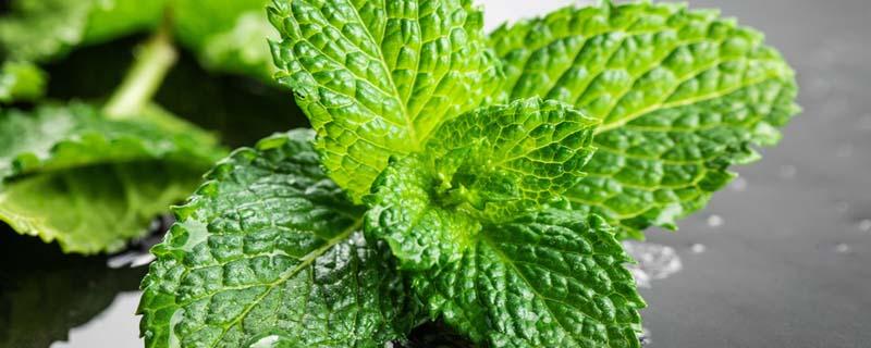 驱蚊薄荷和食用薄荷有什么区别 怎么看薄荷是不是可食用