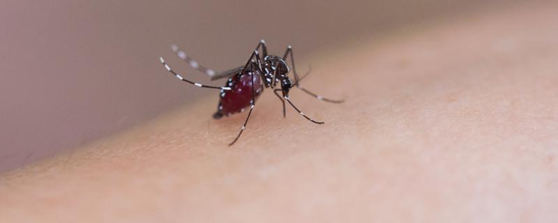 蚊子咬了擦碘伏有用吗 蚊子咬了怎么消肿止痒最快