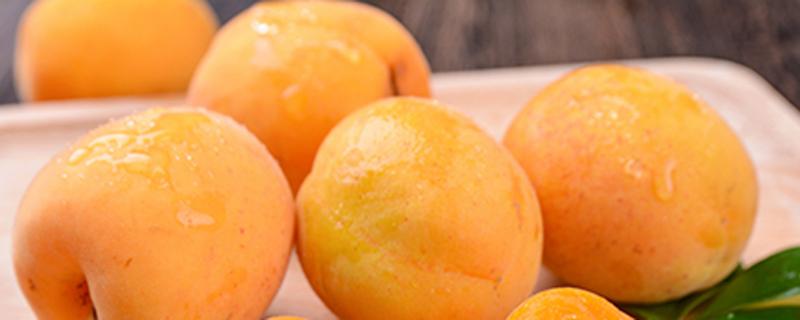 吃杏的好处与坏处 杏伤人是什么意思