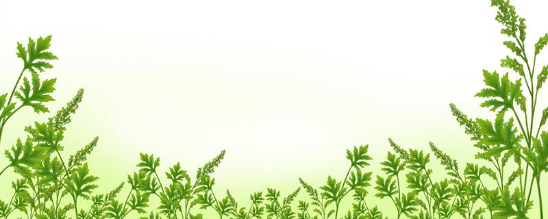 艾草泡脚治宫寒吗 艾草泡脚治宫寒需要多久