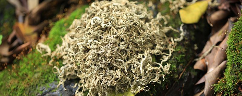 艾草驱虫对什么虫子有效 艾草烟熏可以杀死臭虫吗