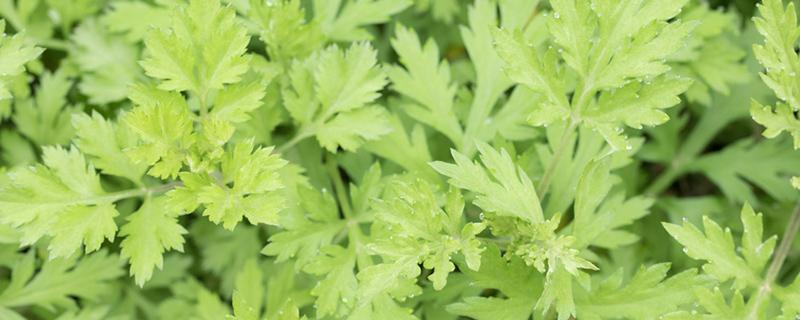 艾叶泡脚是煮还是泡 艾叶煮好可以兑冷水吗