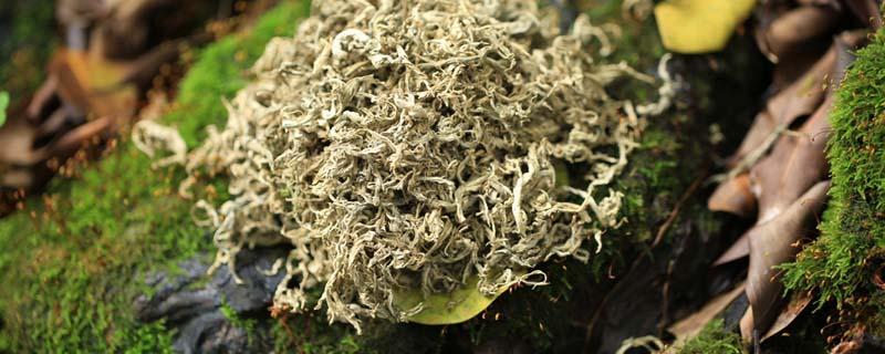 艾草包热敷肚子的好处 艾草包可以天天敷肚子吗